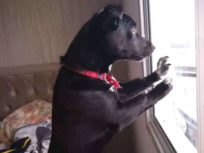 Cachorro ra a Vira latas idade 7 a 11 meses nome Luke