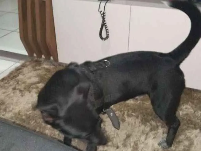 Cachorro ra a Vira latas idade 7 a 11 meses nome Luke