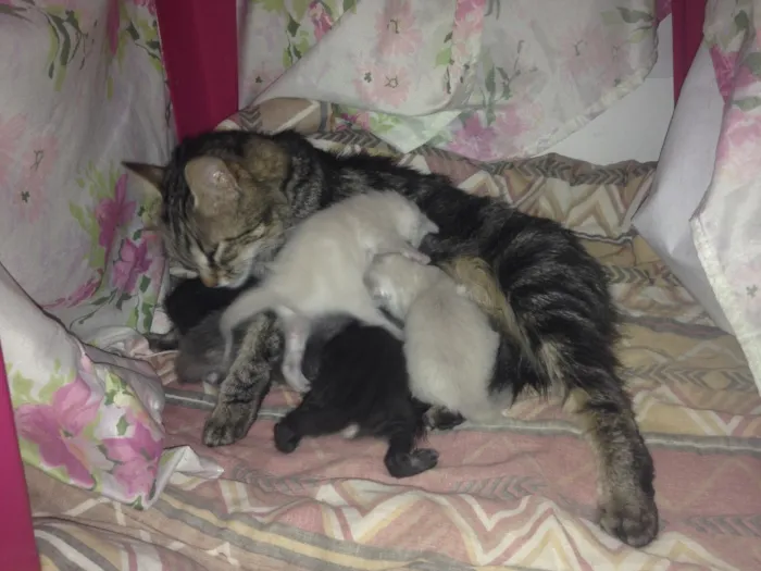 Gato ra a Indefinida idade Abaixo de 2 meses nome Mili