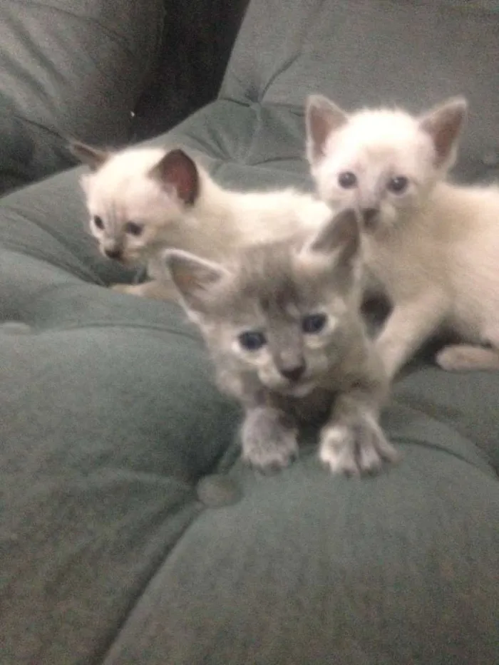 Gato ra a Indefinida idade Abaixo de 2 meses nome Mili