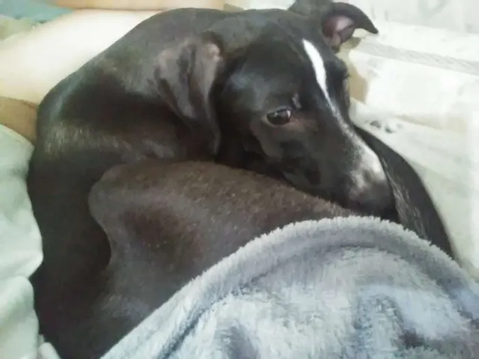 Cachorro raça Viralata idade 2 a 6 meses nome Lola e luna