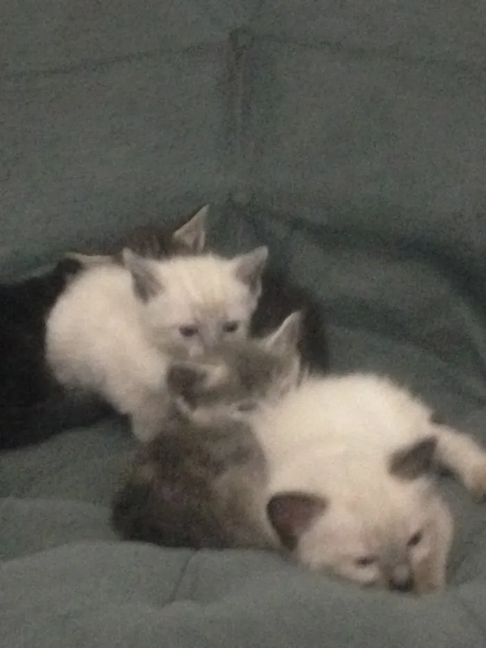 Gato ra a Indefinida idade Abaixo de 2 meses nome Mili
