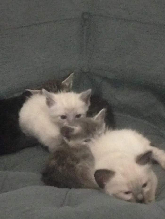Gato ra a Indefinida idade Abaixo de 2 meses nome Mili