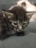 Mili