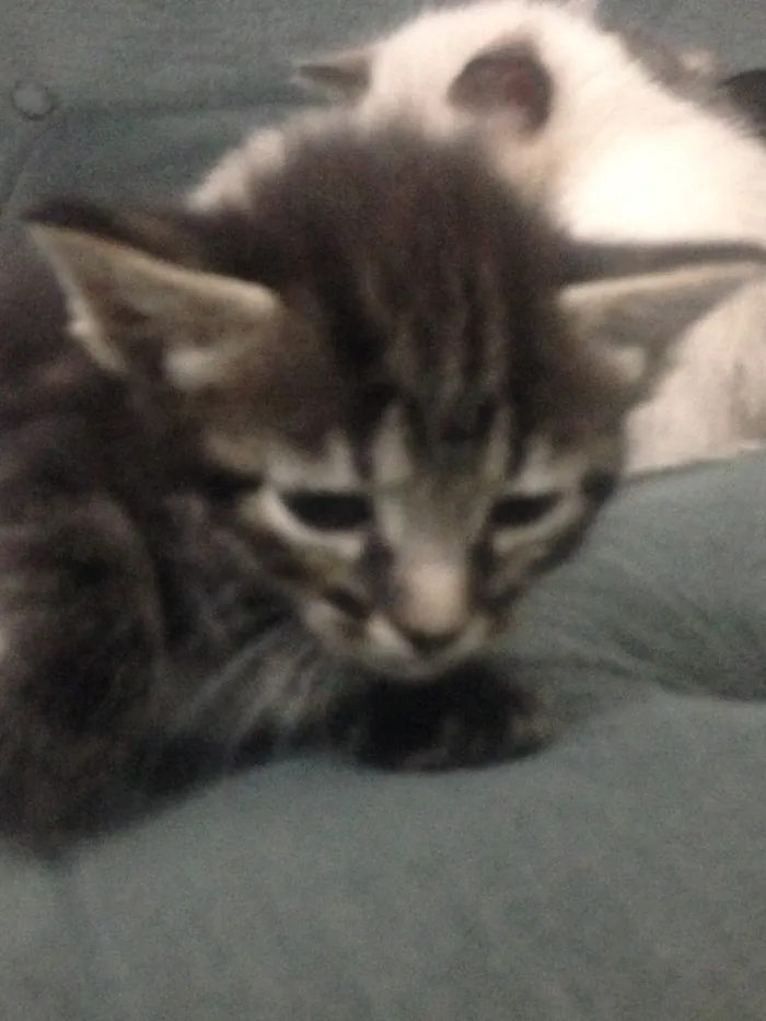 Gato ra a Indefinida idade Abaixo de 2 meses nome Mili
