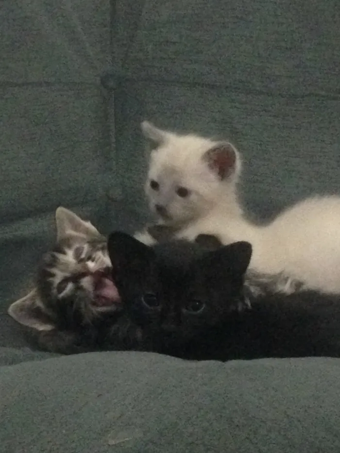Gato ra a Indefinida idade Abaixo de 2 meses nome Mili
