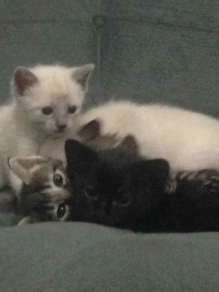 Gato ra a Indefinida idade Abaixo de 2 meses nome Mili
