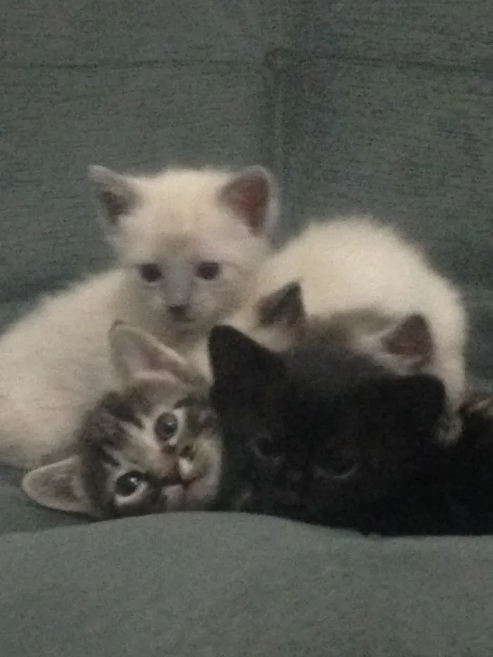 Gato ra a Indefinida idade Abaixo de 2 meses nome Mili