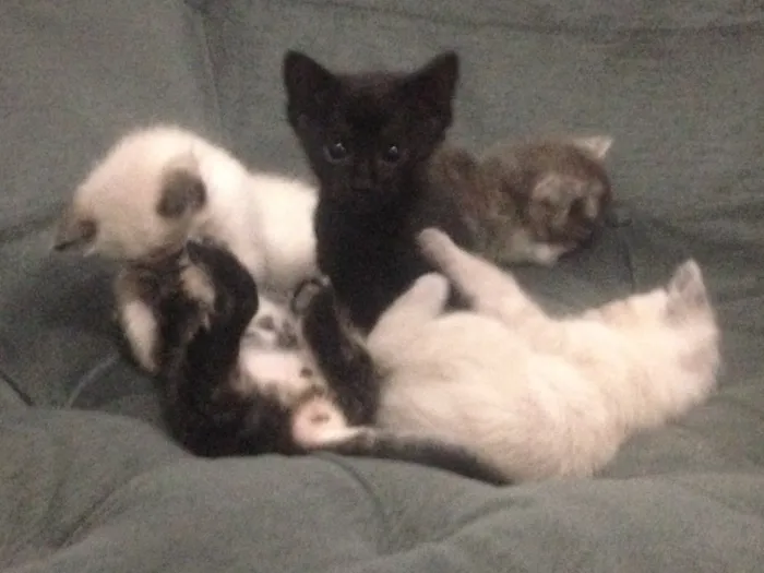 Gato ra a Indefinida idade Abaixo de 2 meses nome Mili