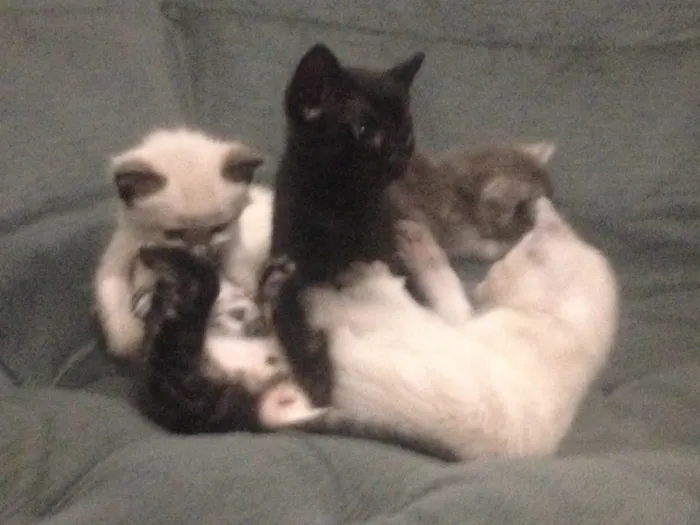 Gato ra a Indefinida idade Abaixo de 2 meses nome Mili