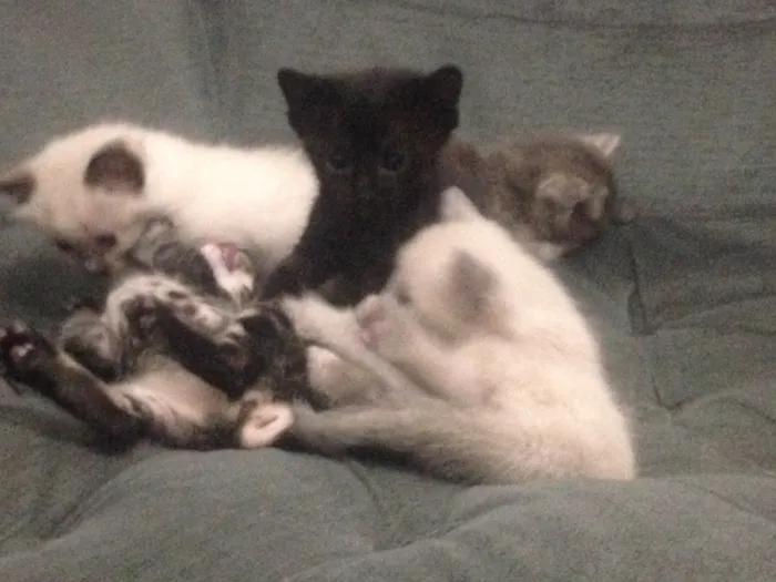 Gato ra a Indefinida idade Abaixo de 2 meses nome Mili
