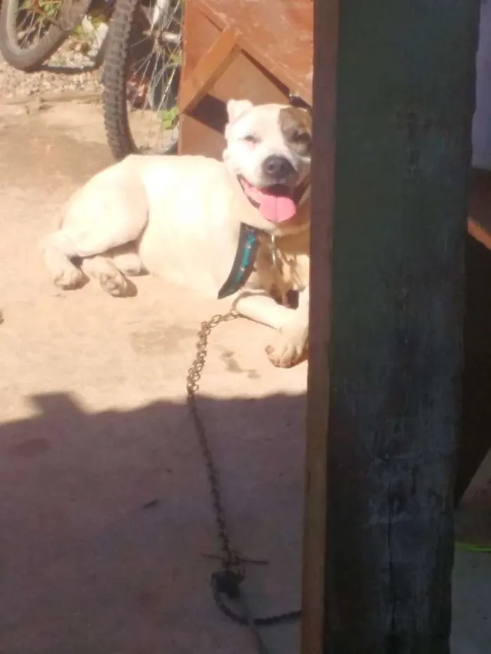 Cachorro ra a Pit bull idade 2 anos nome Iron