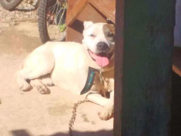 Cachorro ra a Pit bull idade 2 anos nome Iron