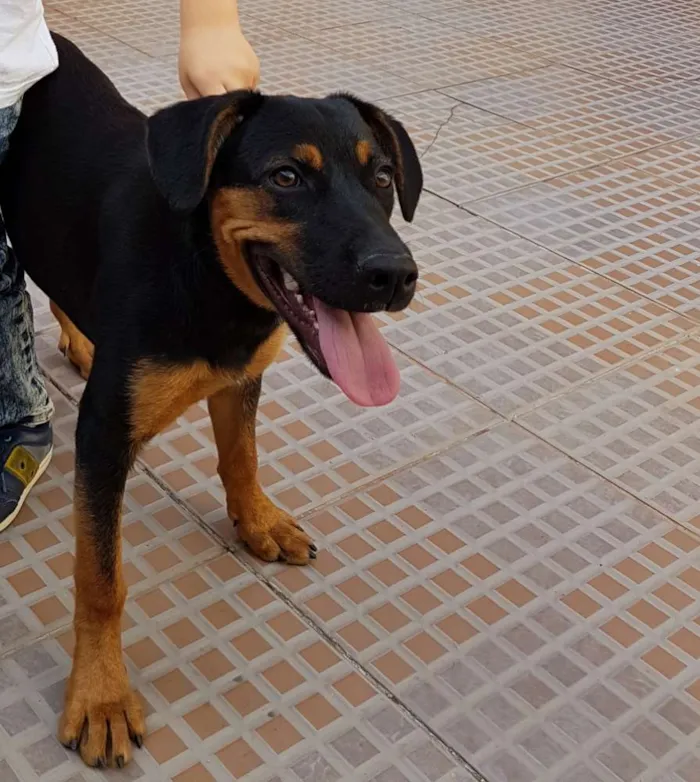 Cachorro ra a  idade 1 ano nome Savana