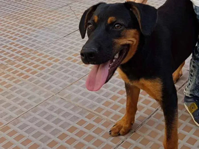 Cachorro ra a  idade 1 ano nome Savana