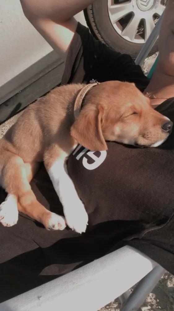 Cachorro ra a Indefinida  idade 2 a 6 meses nome Peggy 