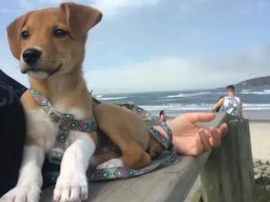 Cachorro raça Indefinida  idade 2 a 6 meses nome Peggy 