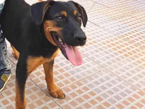 Cachorro raça  idade 1 ano nome Savana