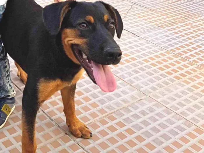 Cachorro ra a  idade 1 ano nome Savana