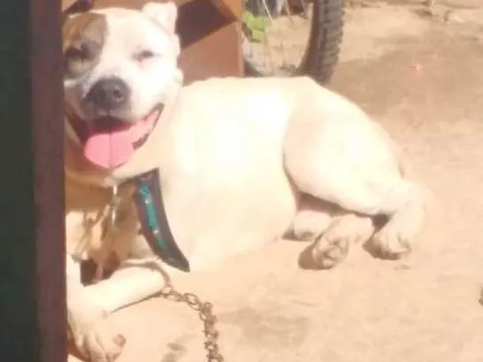 Cachorro ra a Pit bull idade 2 anos nome Iron