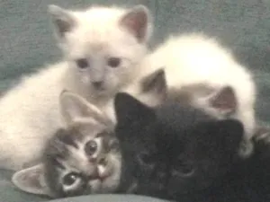 Gato raça Indefinida idade Abaixo de 2 meses nome Mili