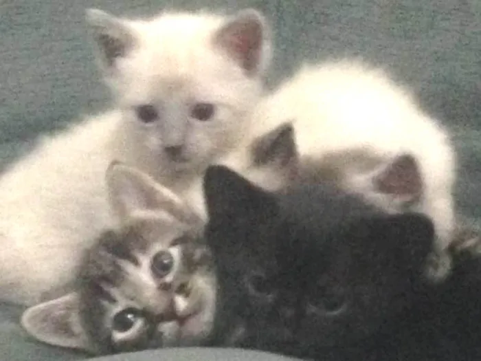 Gato ra a Indefinida idade Abaixo de 2 meses nome Mili