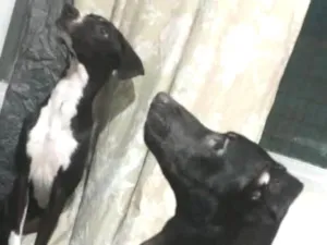 Cachorro raça Viralata idade 2 a 6 meses nome Lola e luna