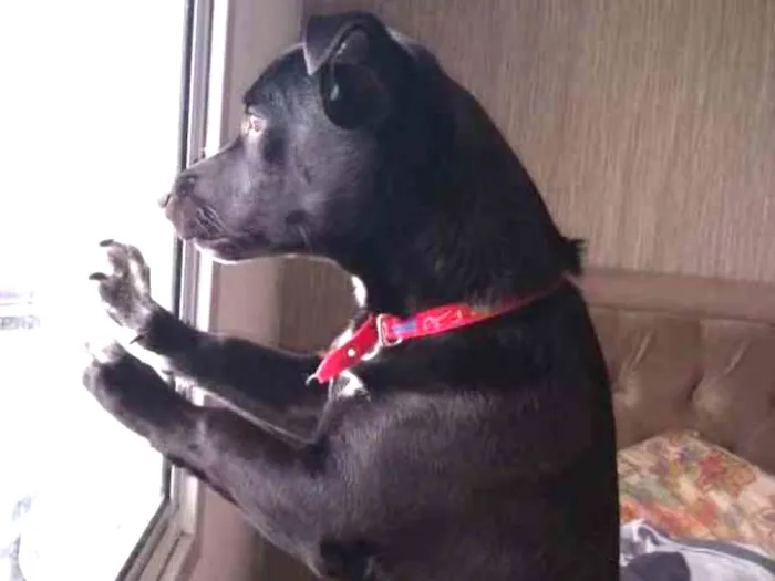 Cachorro ra a Vira latas idade 7 a 11 meses nome Luke