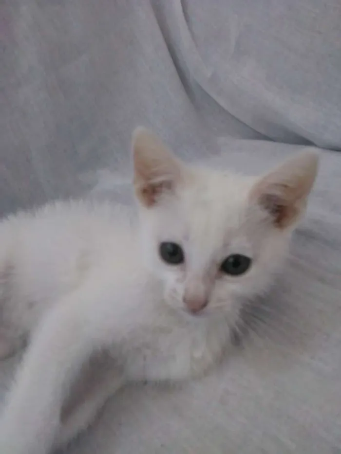 Gato raça Srd idade Abaixo de 2 meses nome 3 lindas gatinhas