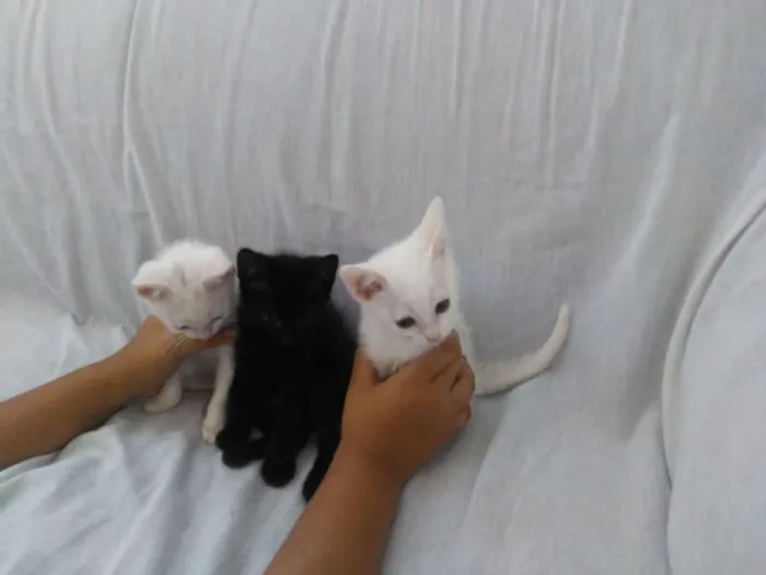 Gato raça Srd idade Abaixo de 2 meses nome 3 lindas gatinhas