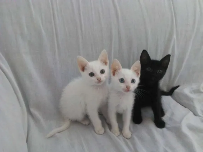 Gato raça Srd idade Abaixo de 2 meses nome 3 lindas gatinhas