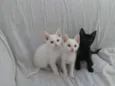 3 lindas gatinhas