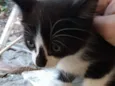 Frajolinha