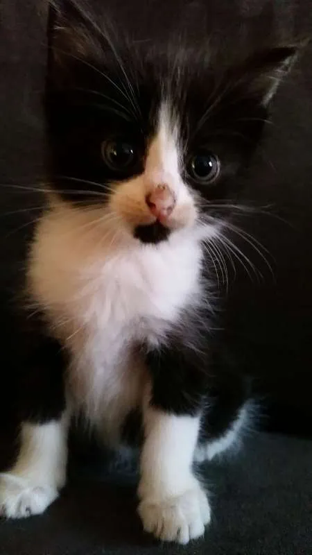 Gato raça Indefinida idade 2 a 6 meses nome Sem nome
