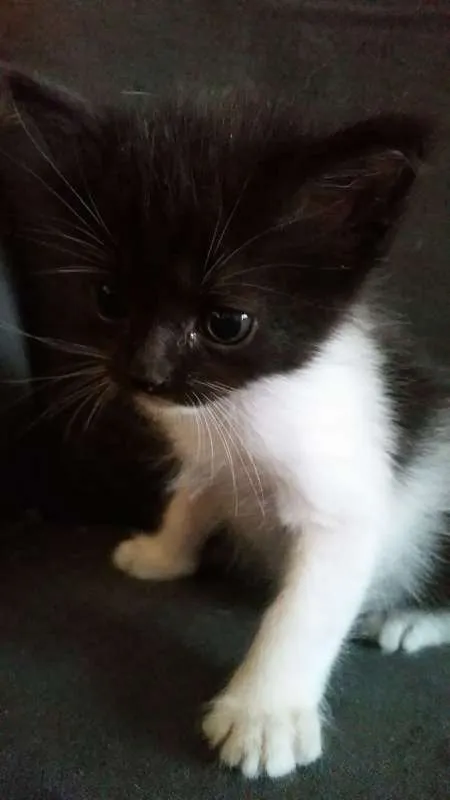Gato raça Indefinida idade 2 a 6 meses nome Sem nome