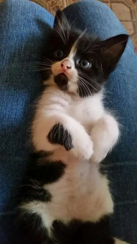 Gato raça Indefinida idade 2 a 6 meses nome Sem nome