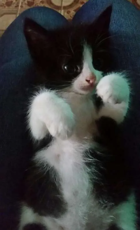 Gato raça Indefinida idade 2 a 6 meses nome Sem nome