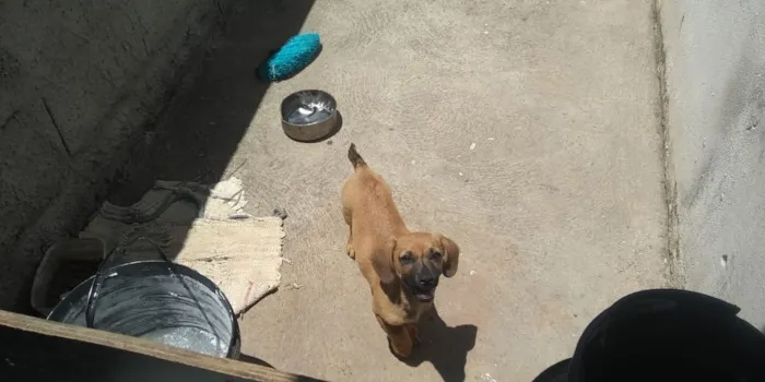 Cachorro ra a sem raca definida idade 2 a 6 meses nome xico nene pipoca 