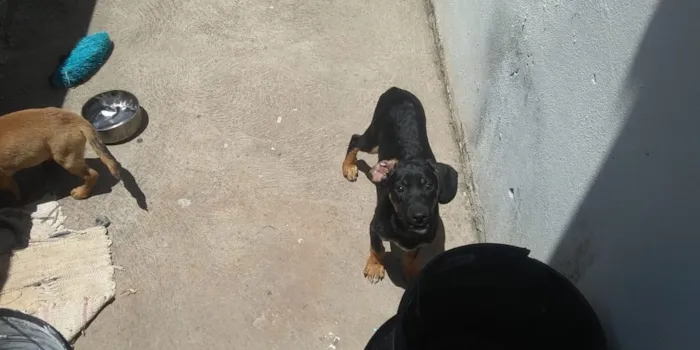 Cachorro ra a sem raca definida idade 2 a 6 meses nome xico nene pipoca 
