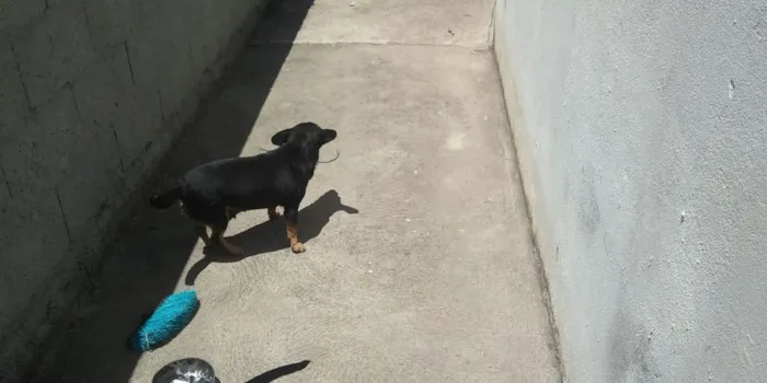 Cachorro ra a sem raca definida idade 2 a 6 meses nome xico nene pipoca 