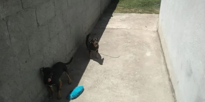 Cachorro ra a sem raca definida idade 2 a 6 meses nome xico nene pipoca 