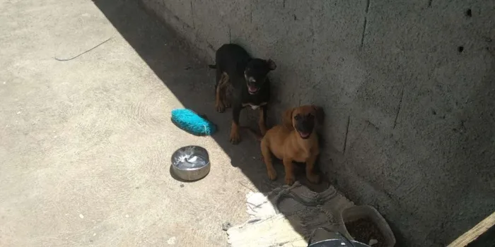 Cachorro ra a sem raca definida idade 2 a 6 meses nome xico nene pipoca 