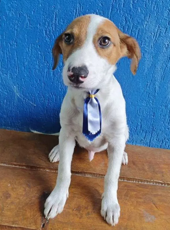 Cachorro raça SRD idade 2 a 6 meses nome LUPERCIO