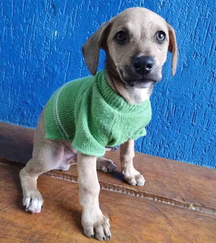 Cachorro ra a SRD idade 2 a 6 meses nome LEANDRINHO