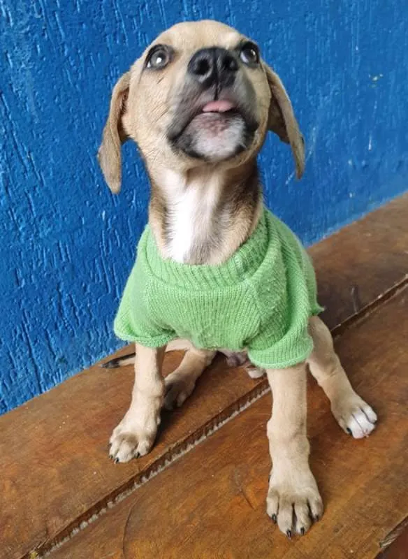 Cachorro ra a SRD idade 2 a 6 meses nome LEANDRINHO