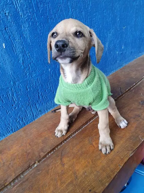Cachorro ra a SRD idade 2 a 6 meses nome LEANDRINHO
