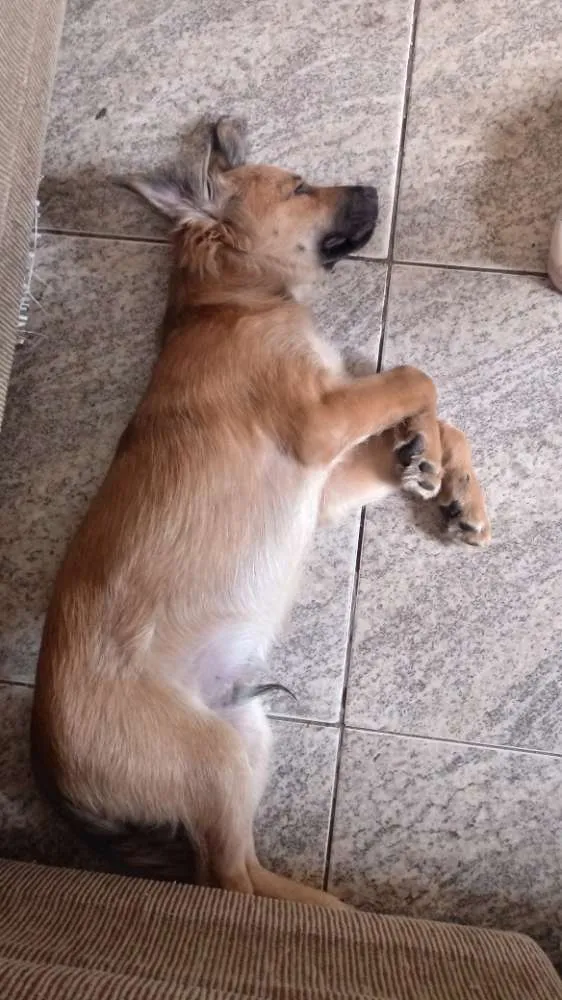 Cachorro raça Chow Chow + vira lata idade 2 a 6 meses nome Billy