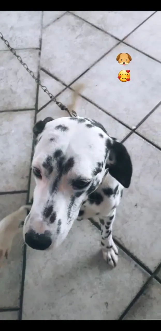 Cachorro ra a Dalmata idade 6 ou mais anos nome Flock