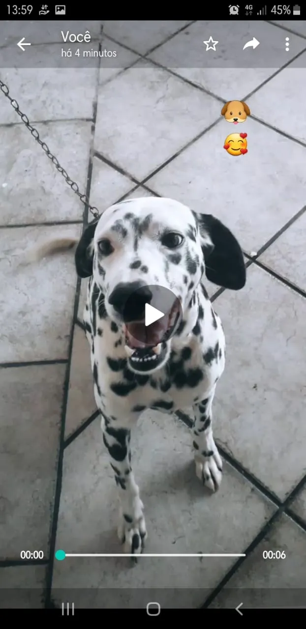 Cachorro ra a Dalmata idade 6 ou mais anos nome Flock