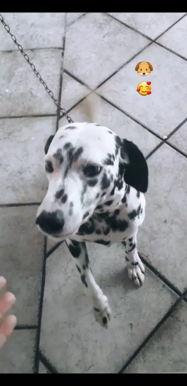 Cachorro ra a Dalmata idade 6 ou mais anos nome Flock